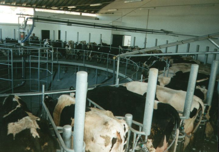 Schwimmendes Melkkarussell mit 50 Plätzen im Melkbetrieb mit Kühen